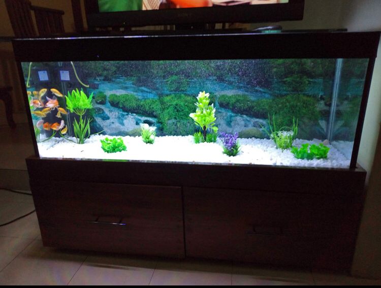 Medium aquarium in a cabinet stand