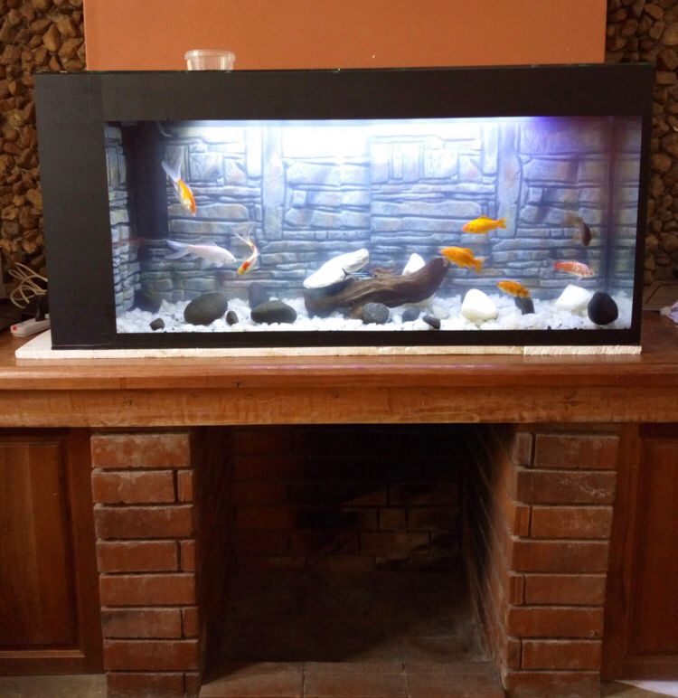 Large aquarium fully equiped and decorated