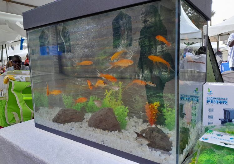 Small sized aquarium with fish