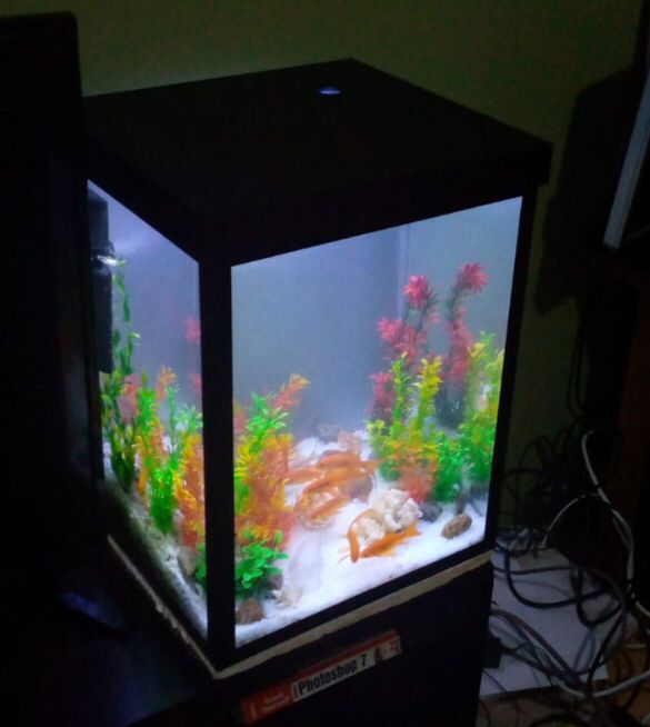 Small sized aquarium